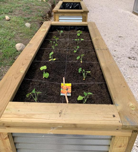 Raised beds, built by the Career & Technical Education (CTE) class, are prepped and filled with Mels Mix and planted with pumpkins for a fall harvest.